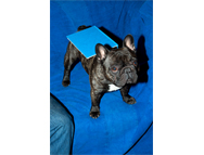 web_featured__frenchie_Haeni_Rousset