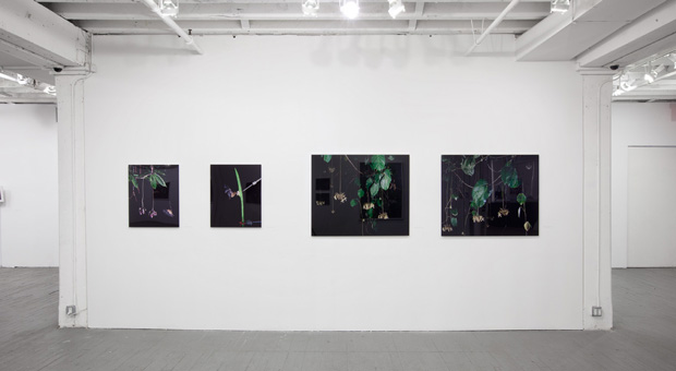 Sanna Kannisto's Fieldwork exhibition at Aperture Gallery