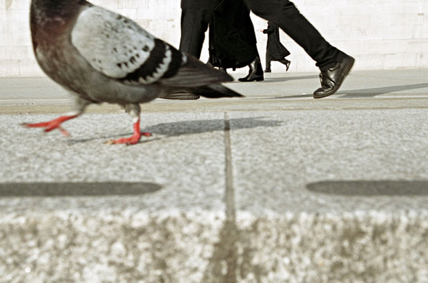 Trafalgar Square; color photograph + pigeon + feet