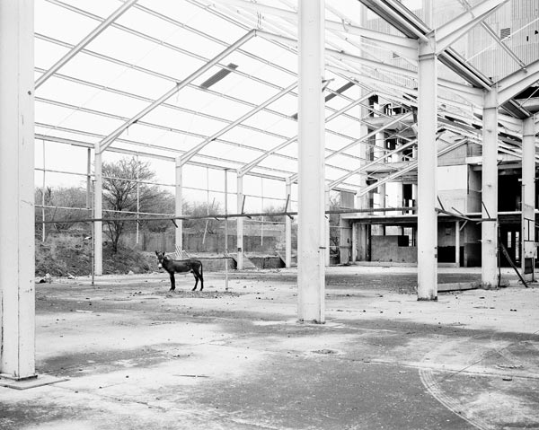 Jo Ractliffe, Donkey, Pomfret Asbestos Mine, from the series Borderlands, 2011 © Jo Ractliffe. Courtesy Stevenson, Cape Town and Johannesburg