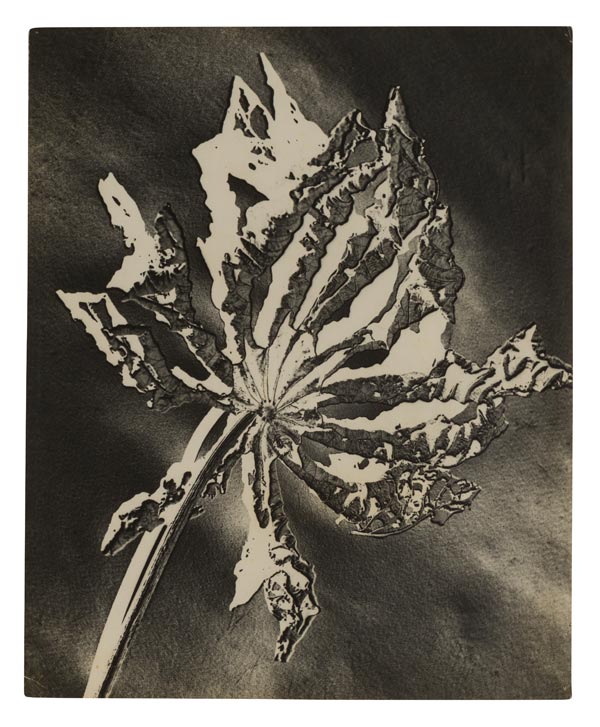 Gertrudes Altschul, Folha morta (Dead leaf), no date. Period of circulation: ca. 1952–59