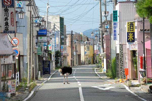 Yasusuke Ōta (b. 1958) Deserted Town from the series The Abandoned Animals of Fukushima, 2011 Photograph, pigment-based inkjet print ©Yasusuke Ota / Courtesy Museum of Fine Arts, Boston