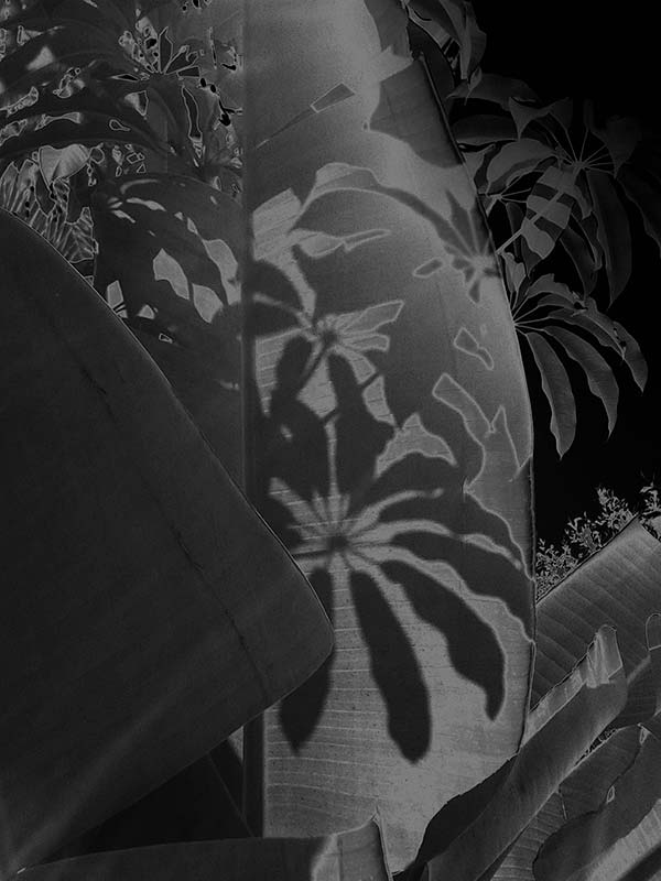 Karine Laval, Untitled #7, from the series Black Palms, 2014,