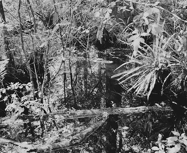 Marion Belanger, Alligator in Swamp, 2002; from the series Everglades © the artist