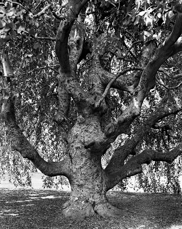 Mitch Epstein, Weeping Beech, Brooklyn Botanic Garden, 2011 © the artist and courtesy Sikkema Jenkins & Co., New York