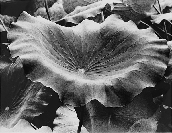 Takuma Nakahira, Untitled, 1978-89 © Gen Nakahira and courtesy Osiris
