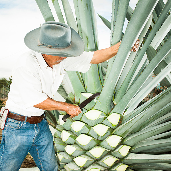 Brian Finke, Don Lorenzo Angeles taking a break with a machette, Mezcal Real Minero, Santa Catarina Minas, Oaxaca, Mexico, 2016 Courtesy the author 