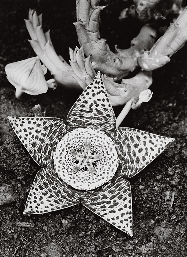 Albert Renger-Patzsch, Stapedia variegata. Asclepiadaceae, 1923 © the artist and Archiv Annund Jürgen Wilde/ADAGP, Paris 