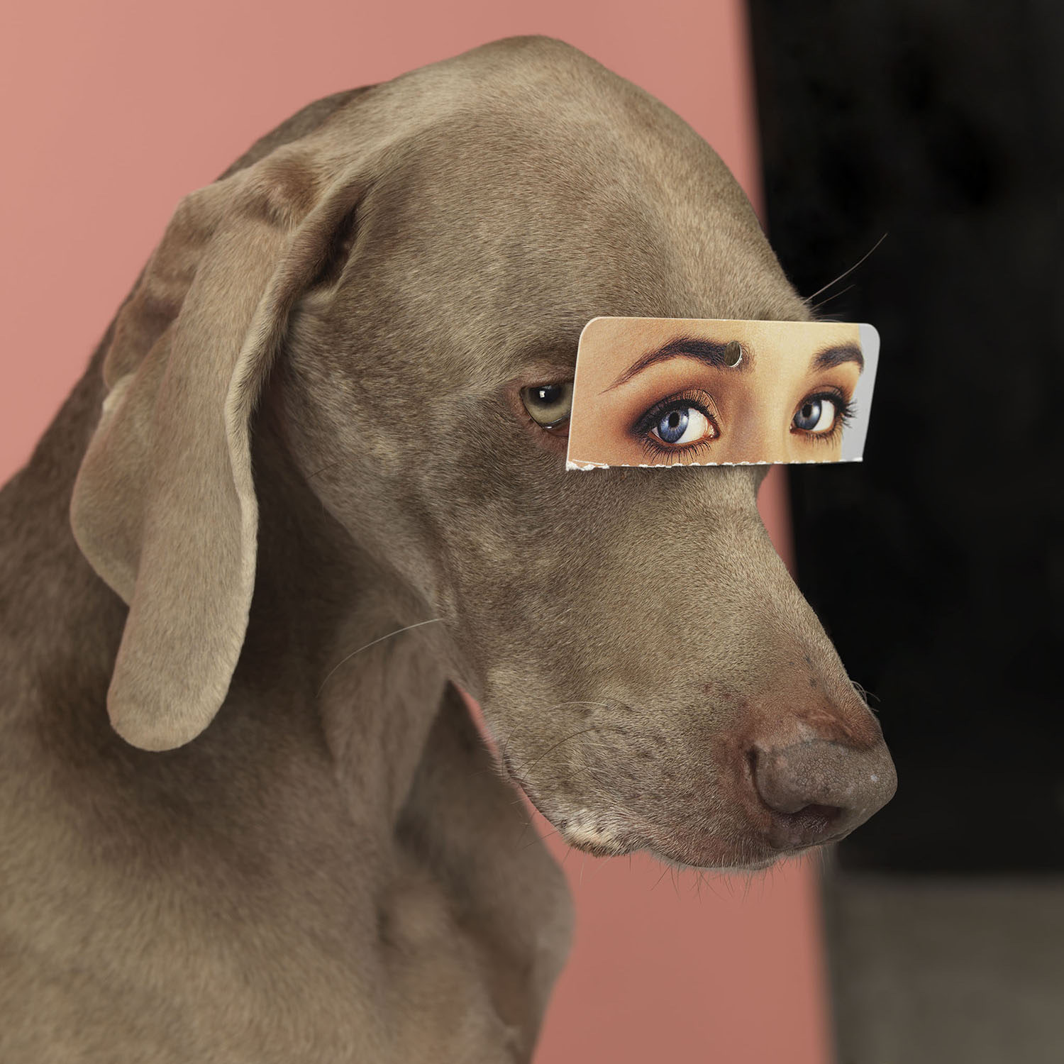 William Wegman, False Eyes