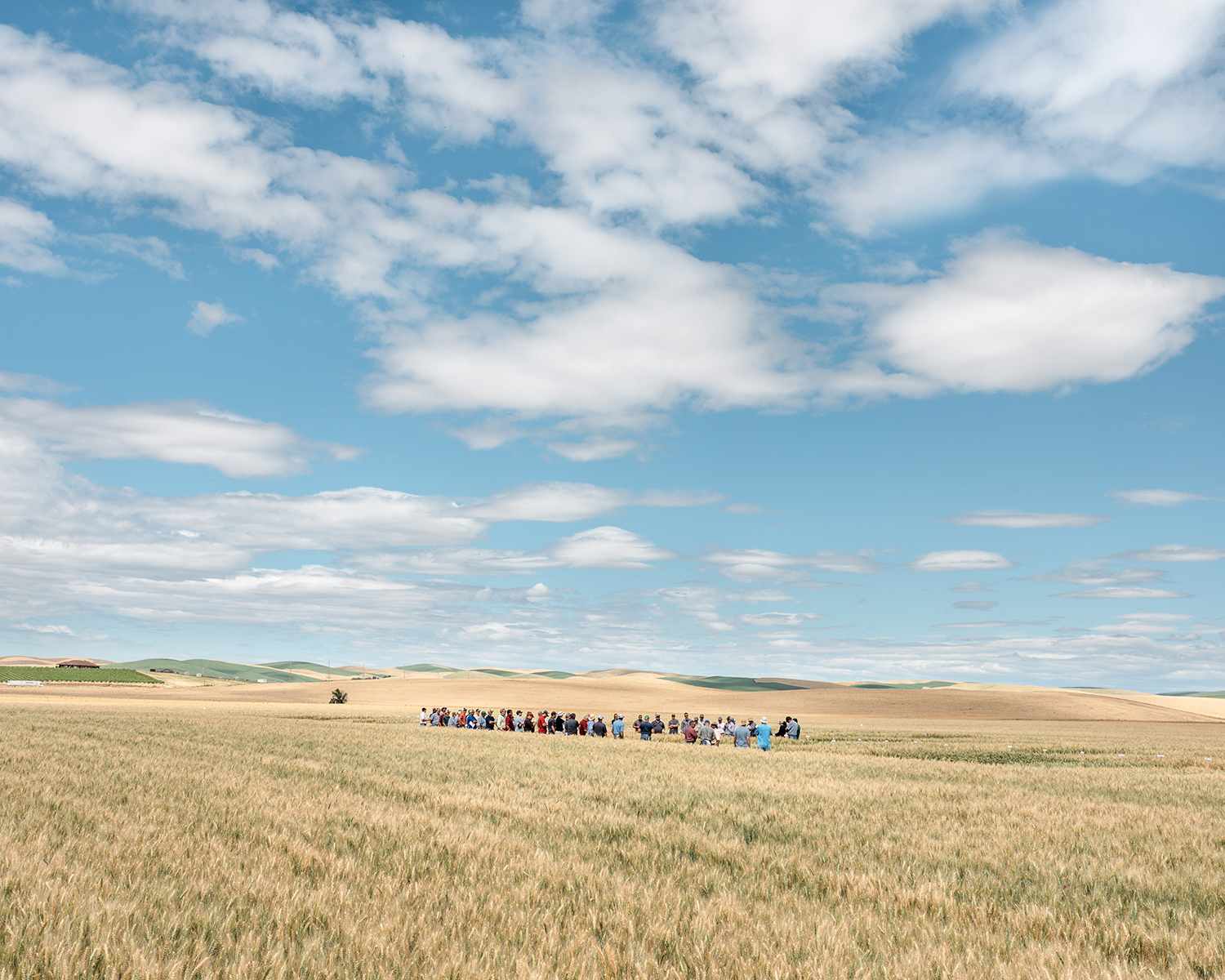 Landscape; field and sky