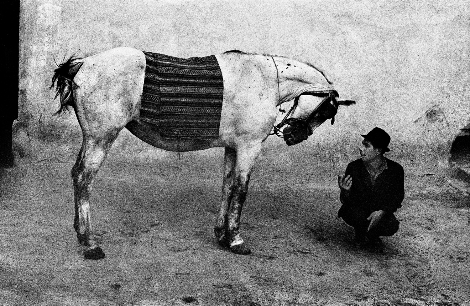 a man crouches beside a white horse 