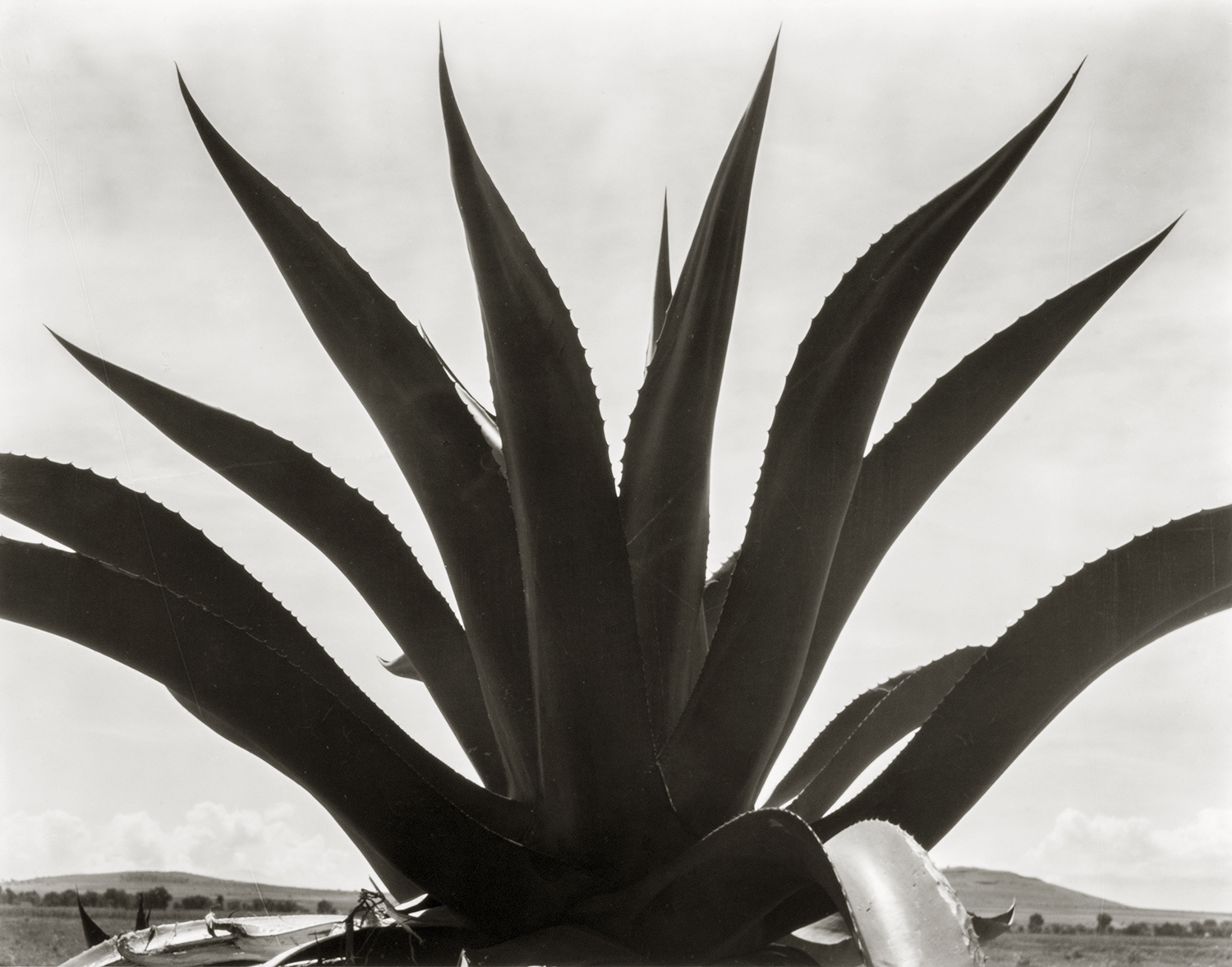 Edward Weston; Plant