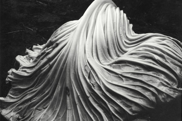 Inside Edward Weston's The Flame of Recognition