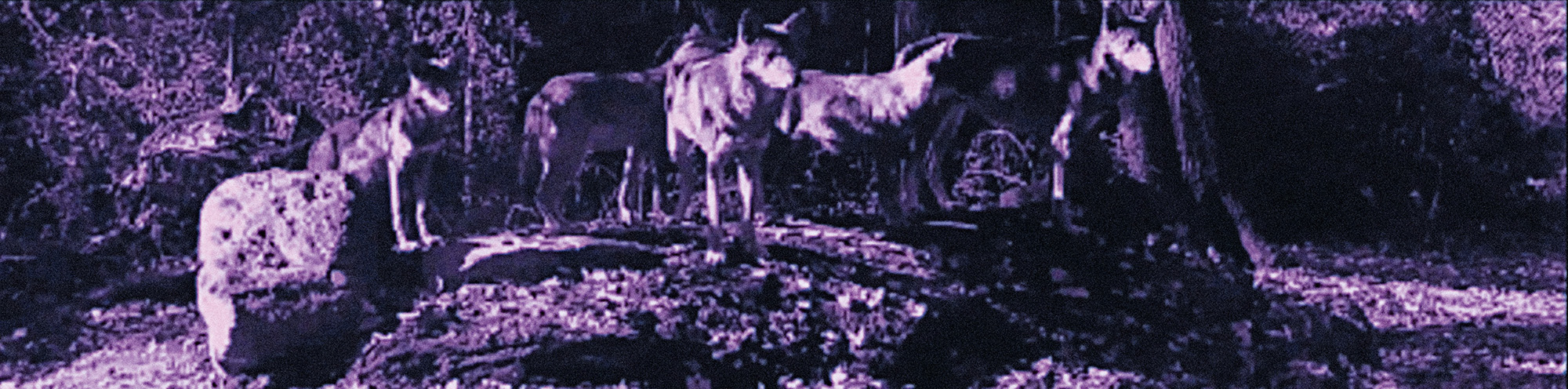  Alan Michelson, Still from  Wolf Nation, 2018. HD video, with sound by Laura Ortman 