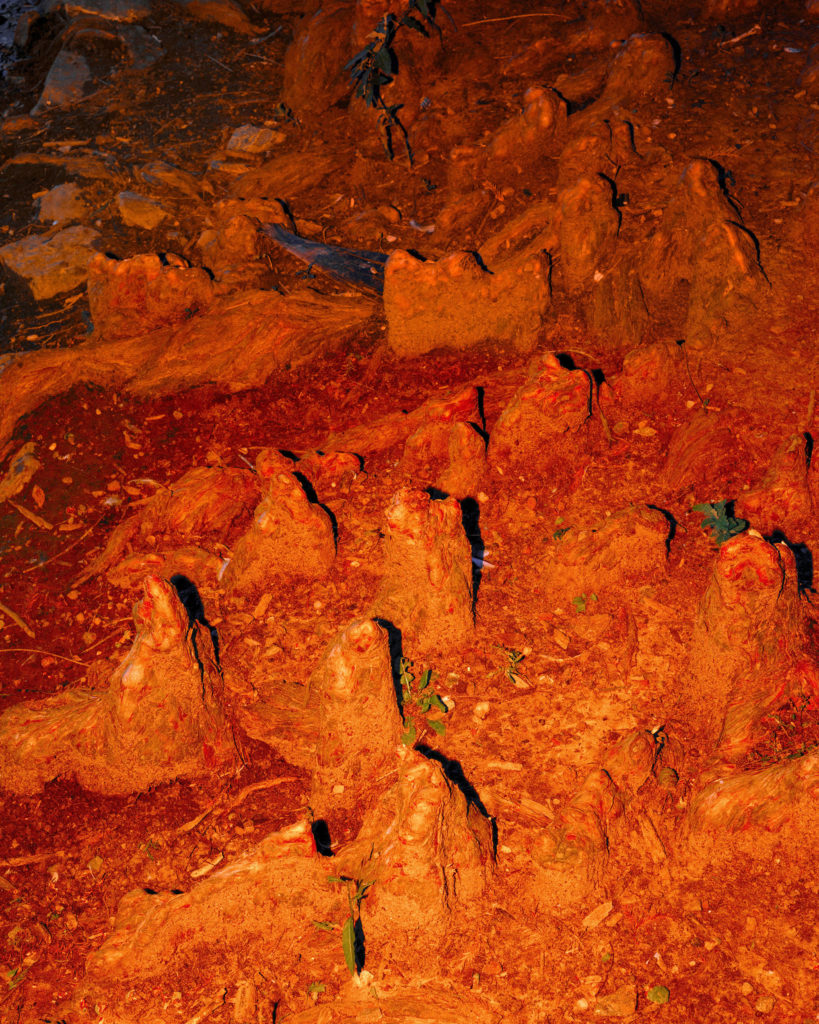 Juan Orrantia, Red dirt with tree stumps, 2020