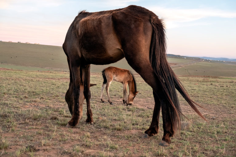 Bull Sebakwe 11 Photographers on Seeking the Unexpected in Their Work