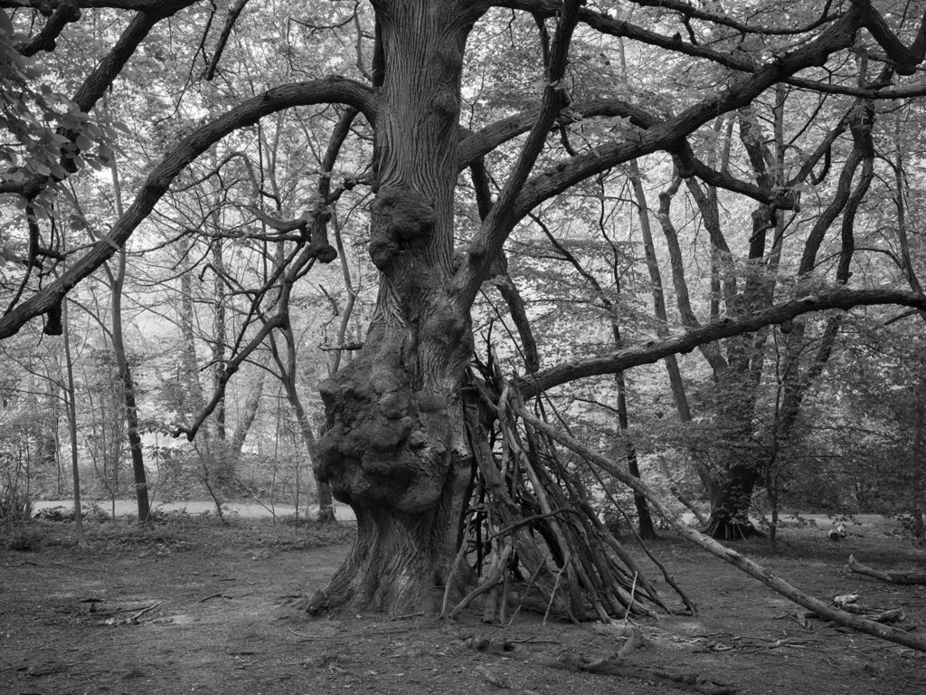 Stanley Greenberg, Coronavirus Shelter, Prospect Park, Brooklyn, New York, 2020