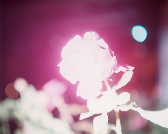 The Luminous Openness of Rinko Kawauchi's Photographs