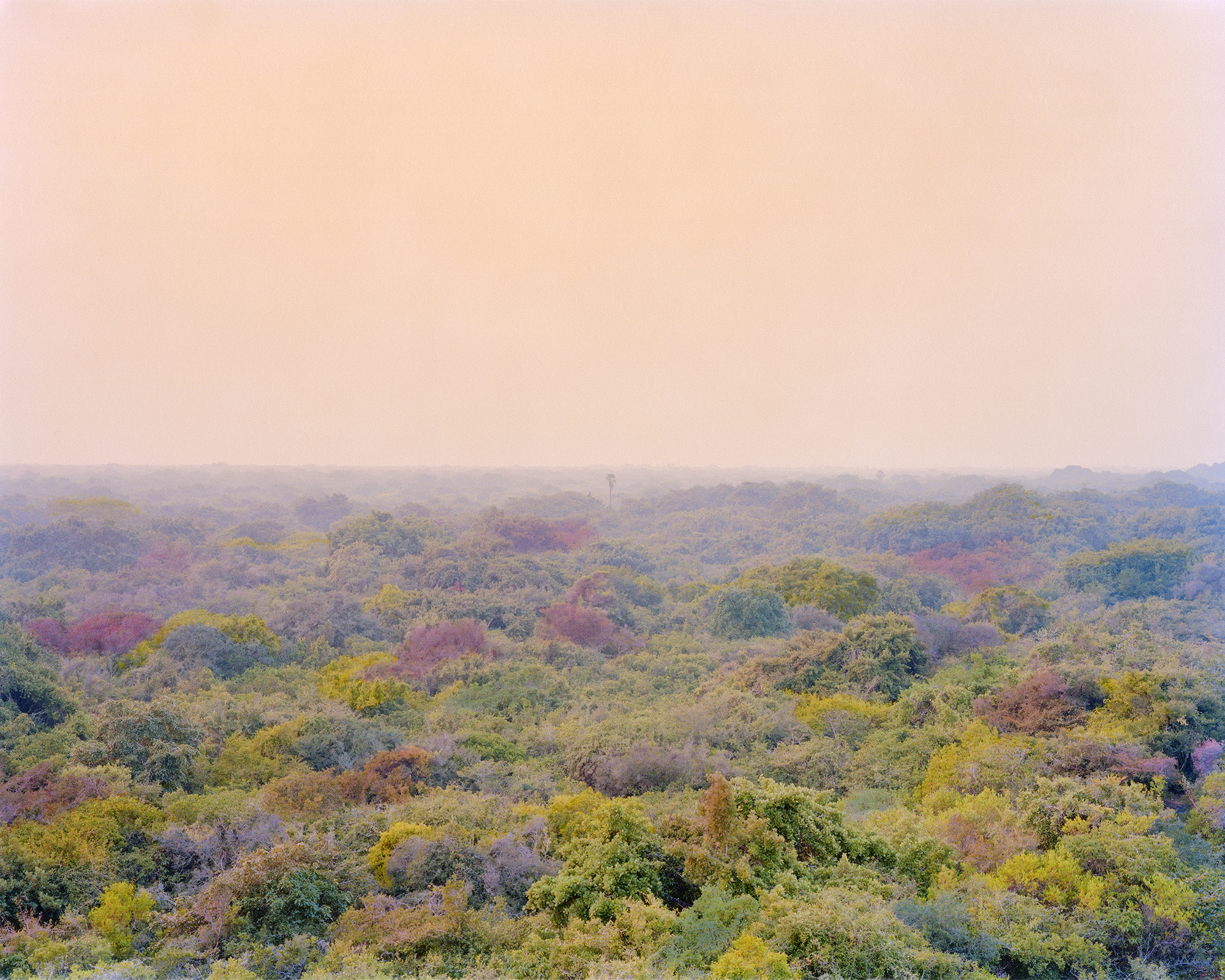 Vasantha Yogananthan, <em>Sea Of Trees</em>, Valmiki Nagar, Bihar, India, 2014, from <em>Amma</em>“>
		</div>
		<div class=