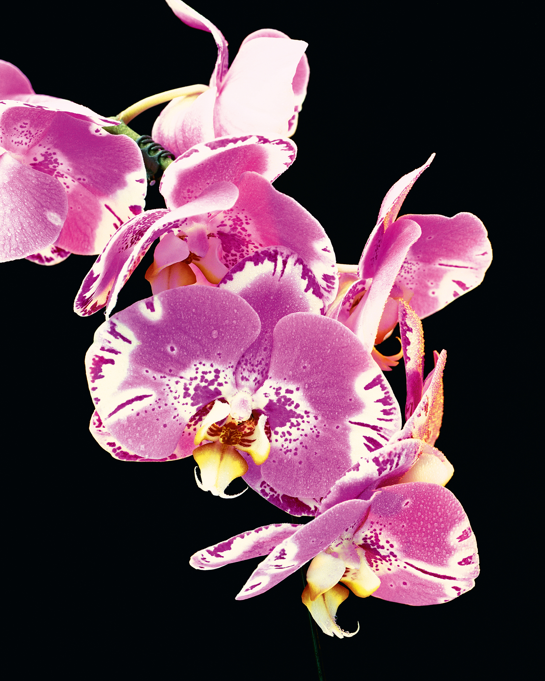 Awol Erizku, <em>Untitled (Orchid #9)</em>, 2021″>
		</div>
		<div class=