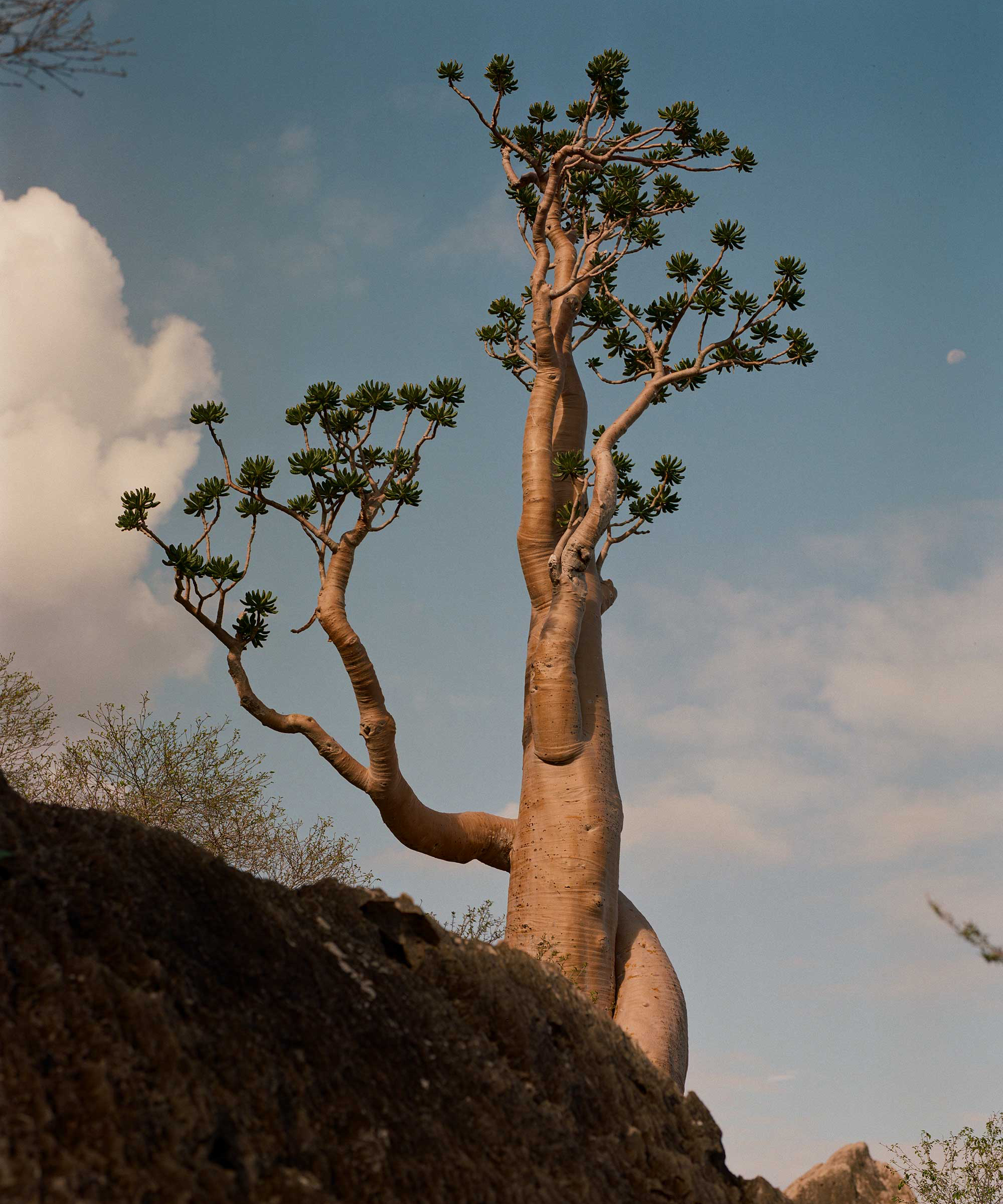 Charles Thiefaine, <em>Socotran Desert Rose, an extraordinary-looking plant sometimes called “the bottle tree” due to its odd shape</em>, Socotra, 2021″>
		</div>
		<div class=