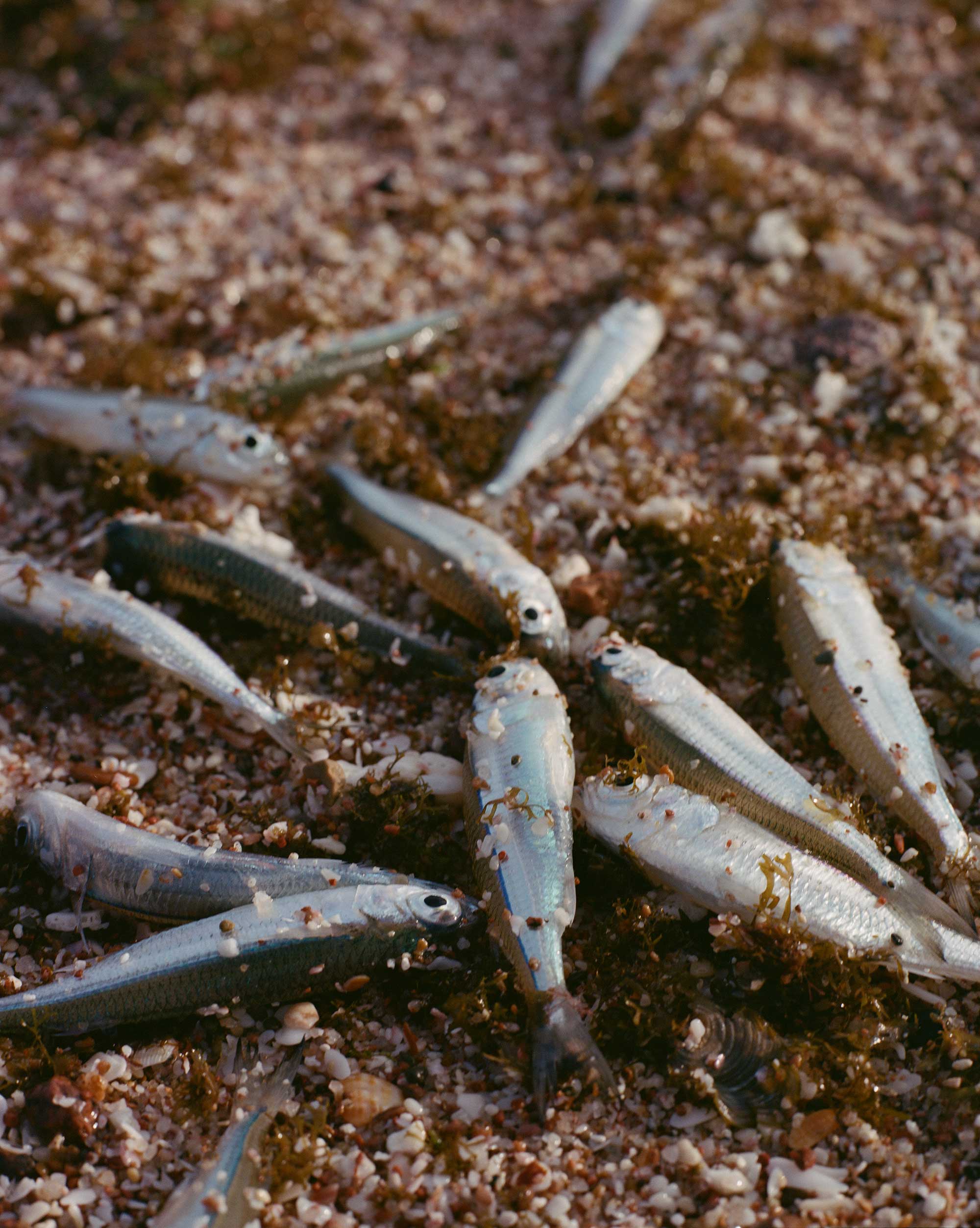 Charles Thiefaine, <em>Fishing is the main activity on Socotra</em>, 2021″>
		</div>
		<div class=