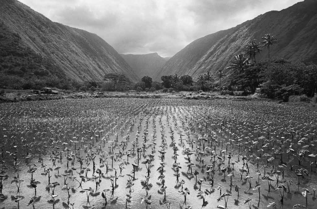 Franco Salmoiraghi, Laupae kalo loi in Waipi‘o Valley on Hawai‘i Island, 1974