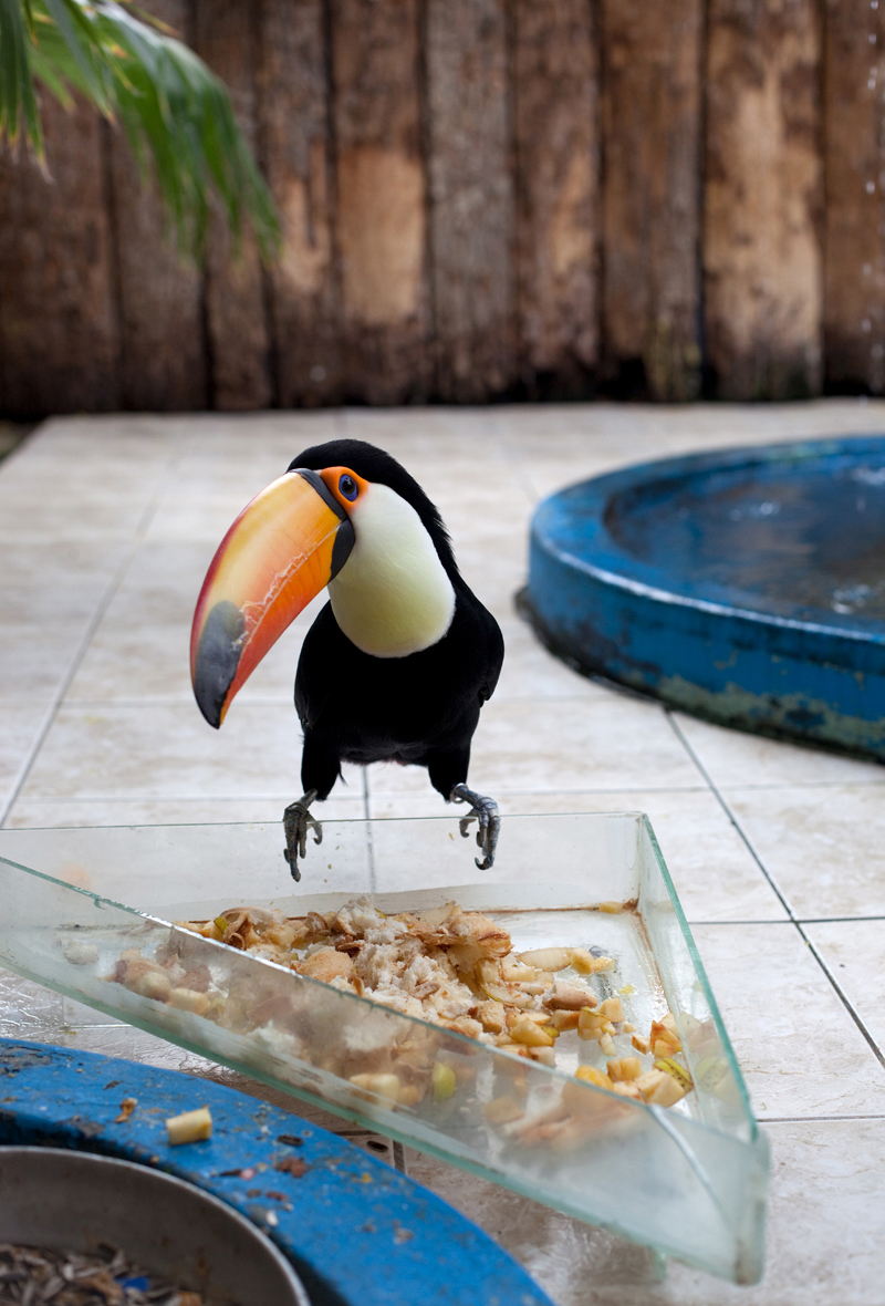 Wolfgang Tillmans, <em>Tukan</em> (Toucan), 2010″>
		</div>
		<div class=