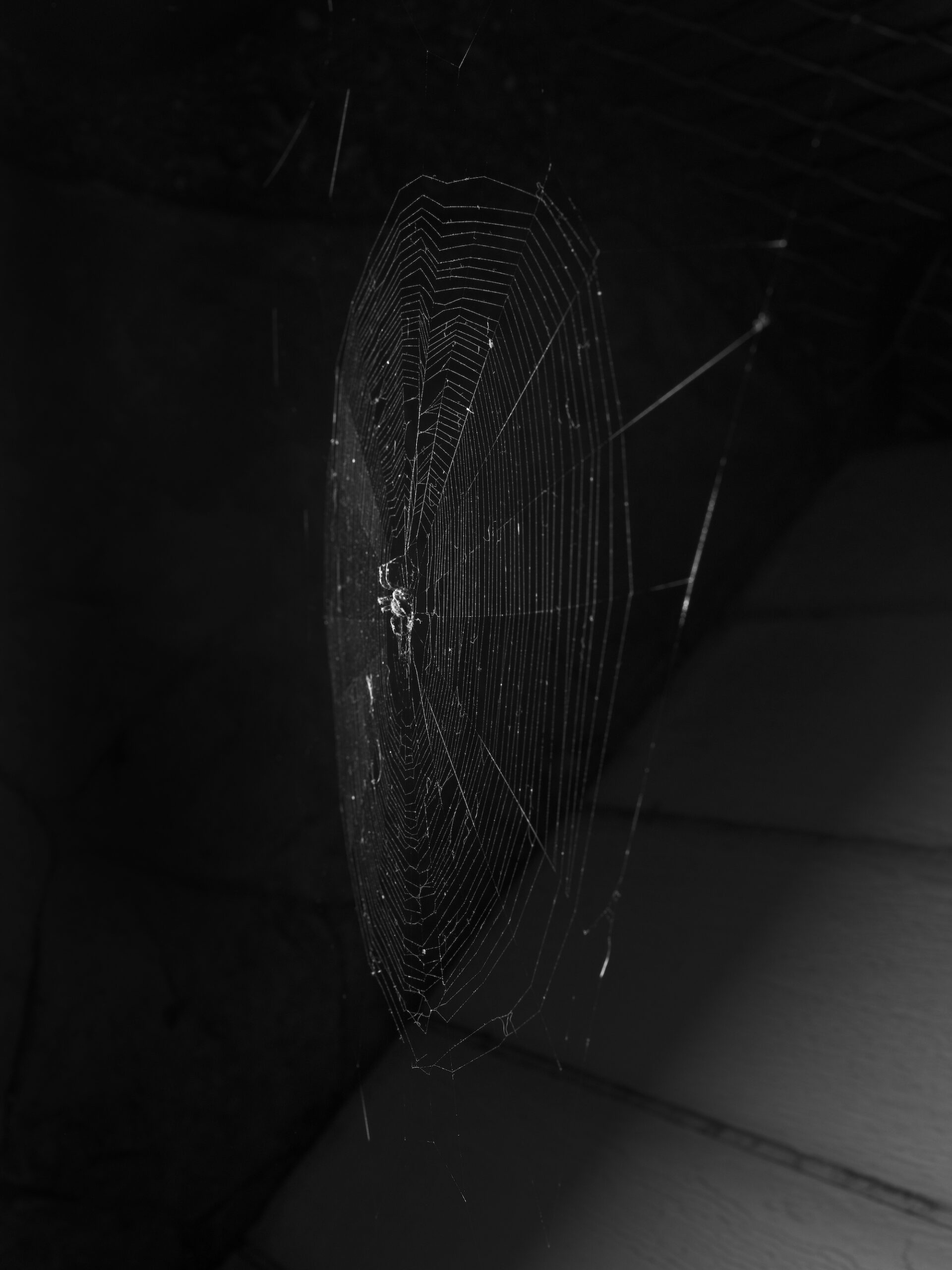 Spiderweb, 2022