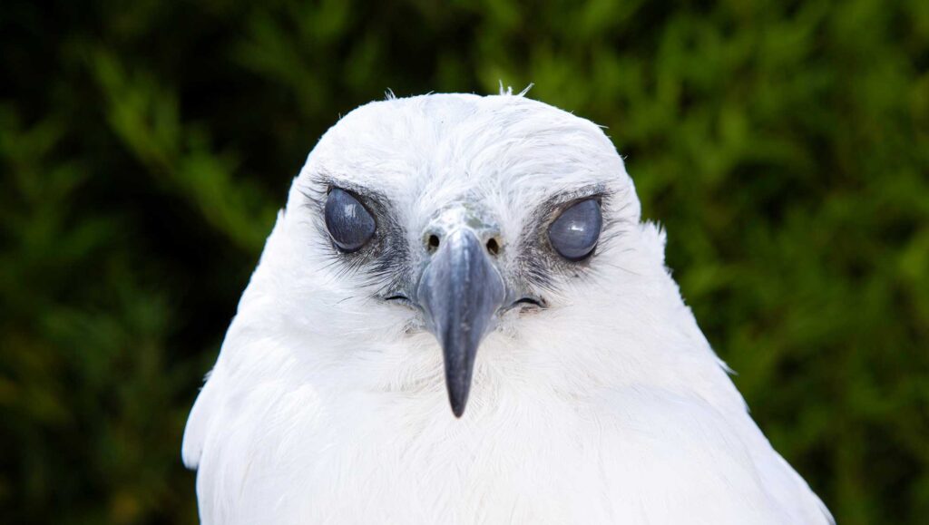 A color photograph of a white bird