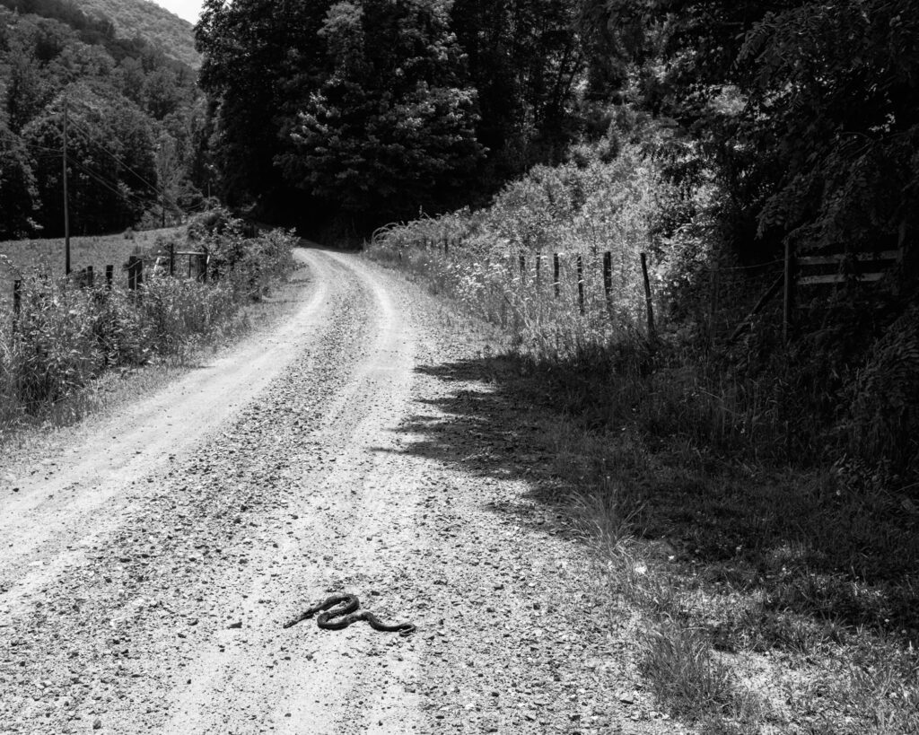 A black and white photo of a dirt road winding through a serene countryside. A snake crosses the road.