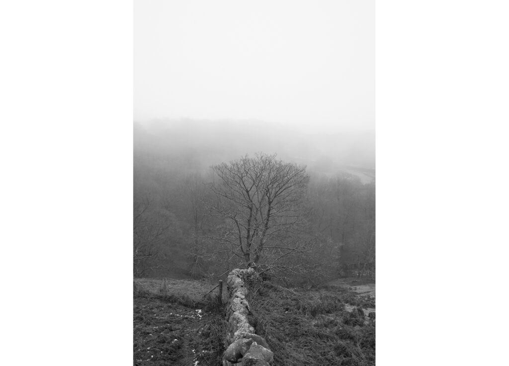 A black and white image of a small wall and a leafless tree.