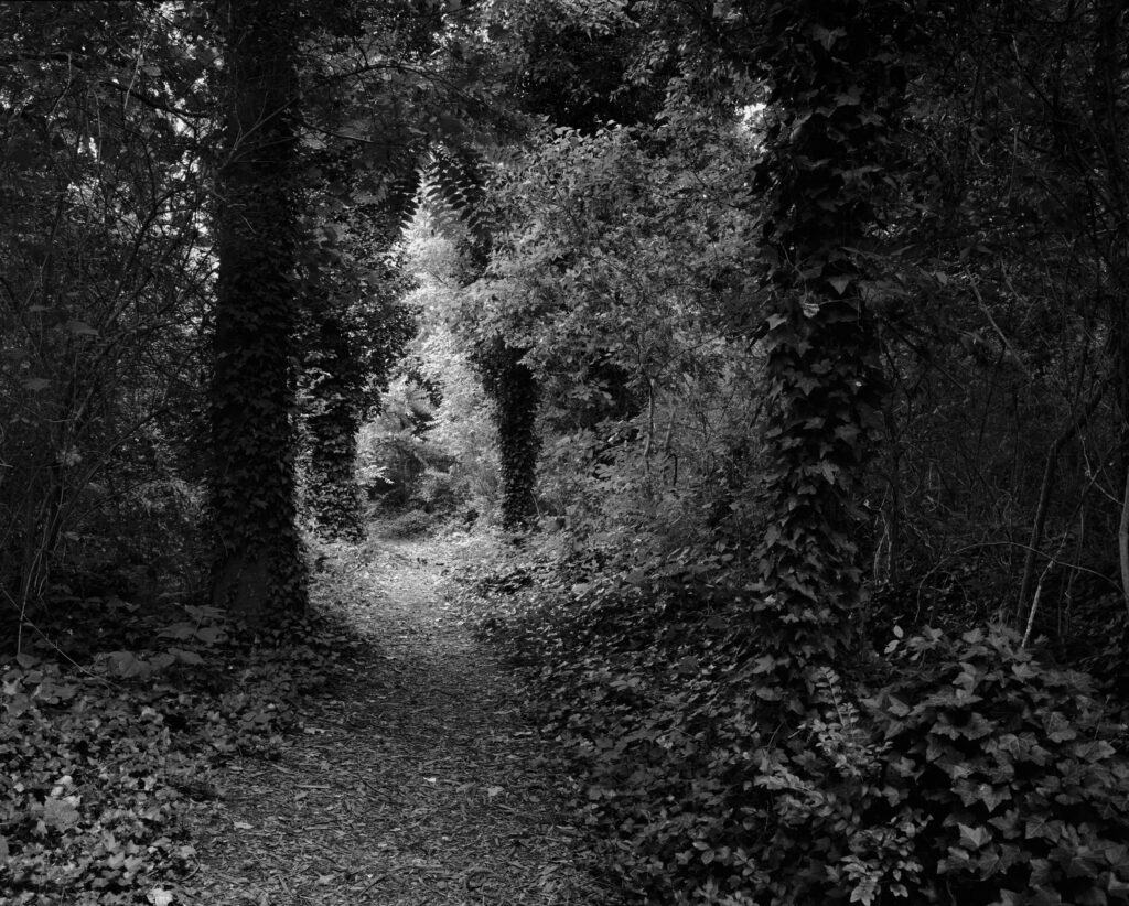 A black and white photo of a trail in a deeply wooded forest.