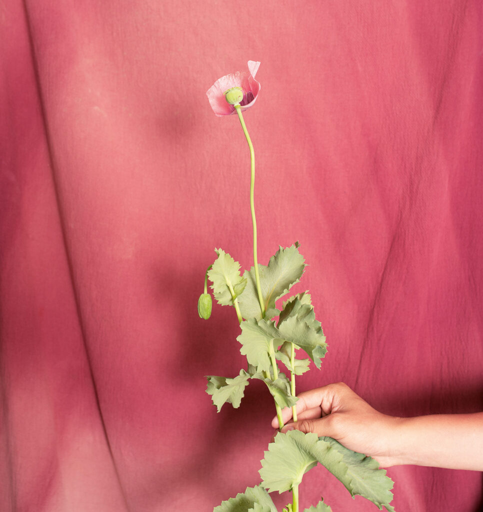 A pink poppy is help up against a pink fabric background.