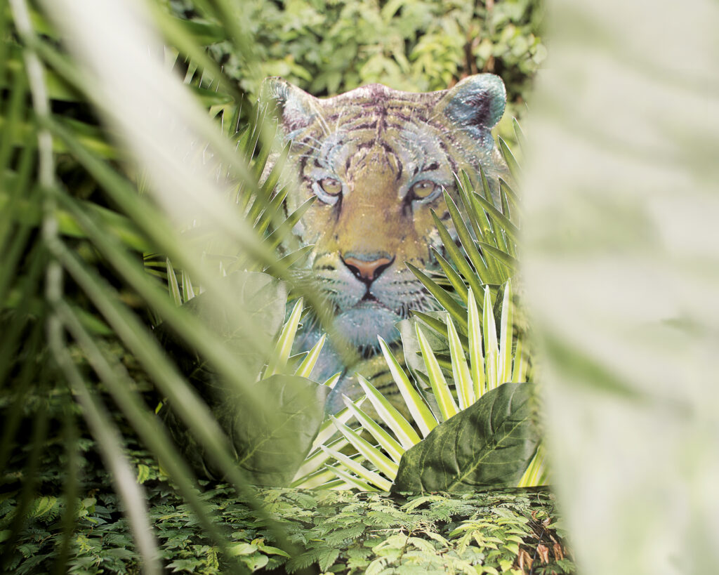 Pao Houa Her, Jungle tiger, 2017; from My grandfather turned into a tiger ... and other illusions An image of a tiger in a jungle landscape.