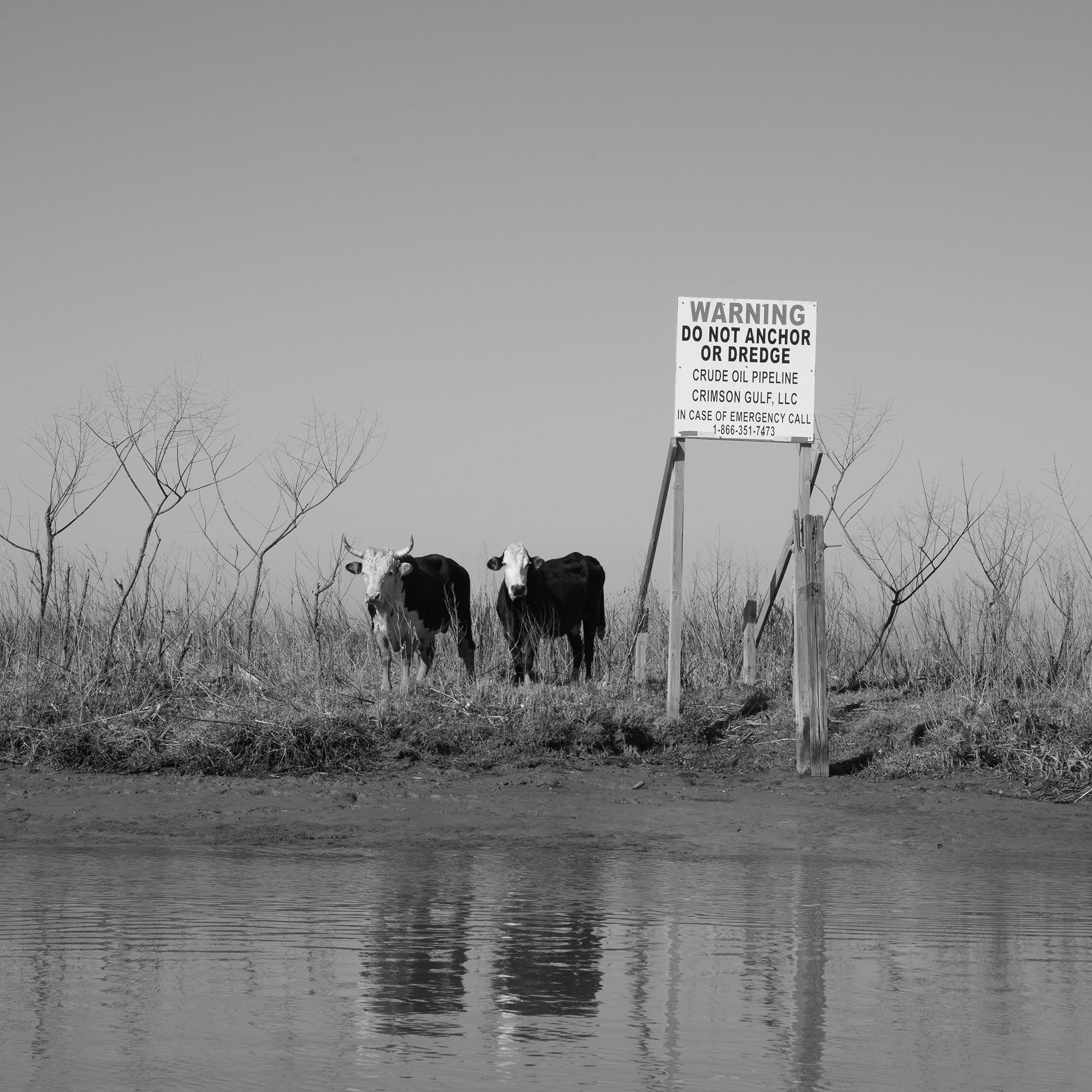 Virginia Hanusik, <em>Marsh Cows Near Venice, Plaquemines Parish</em>, 2022″>
		</div>
		<div class=