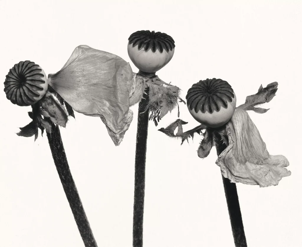 Single_Oriental_Poppy_A