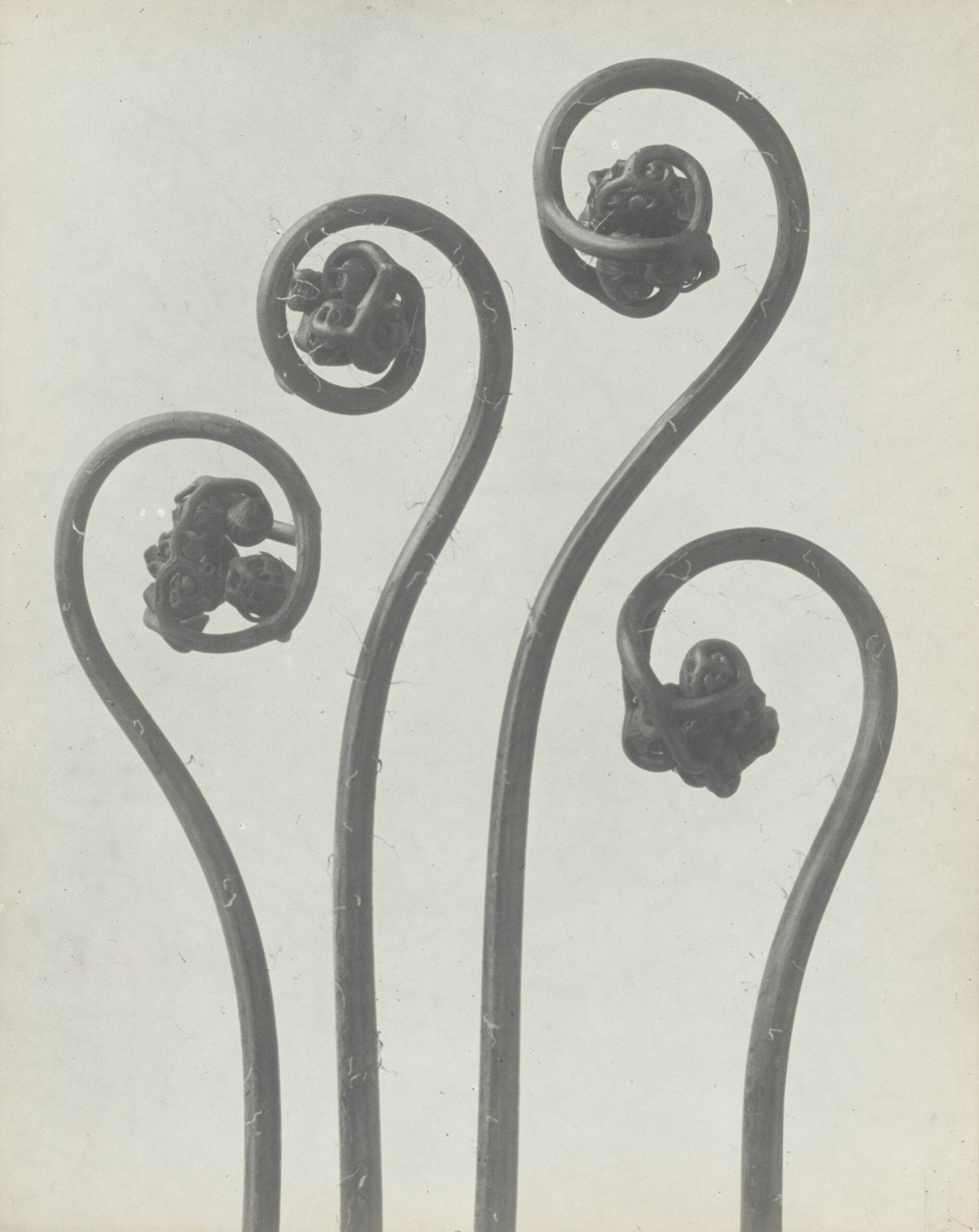 Karl Blossfeldt, <em>Adiantum pedatum, haarfarn, junge, noch eingerollte Wedel (Maidenhair fern, young, still curled fronds)</em>, n.d.<br>
Courtesy Berlin University of Arts/Karl Blossfeldt Collection/Die Photographische Sammlung/SK Stiftung Kultur
“>
</div>
<div class=