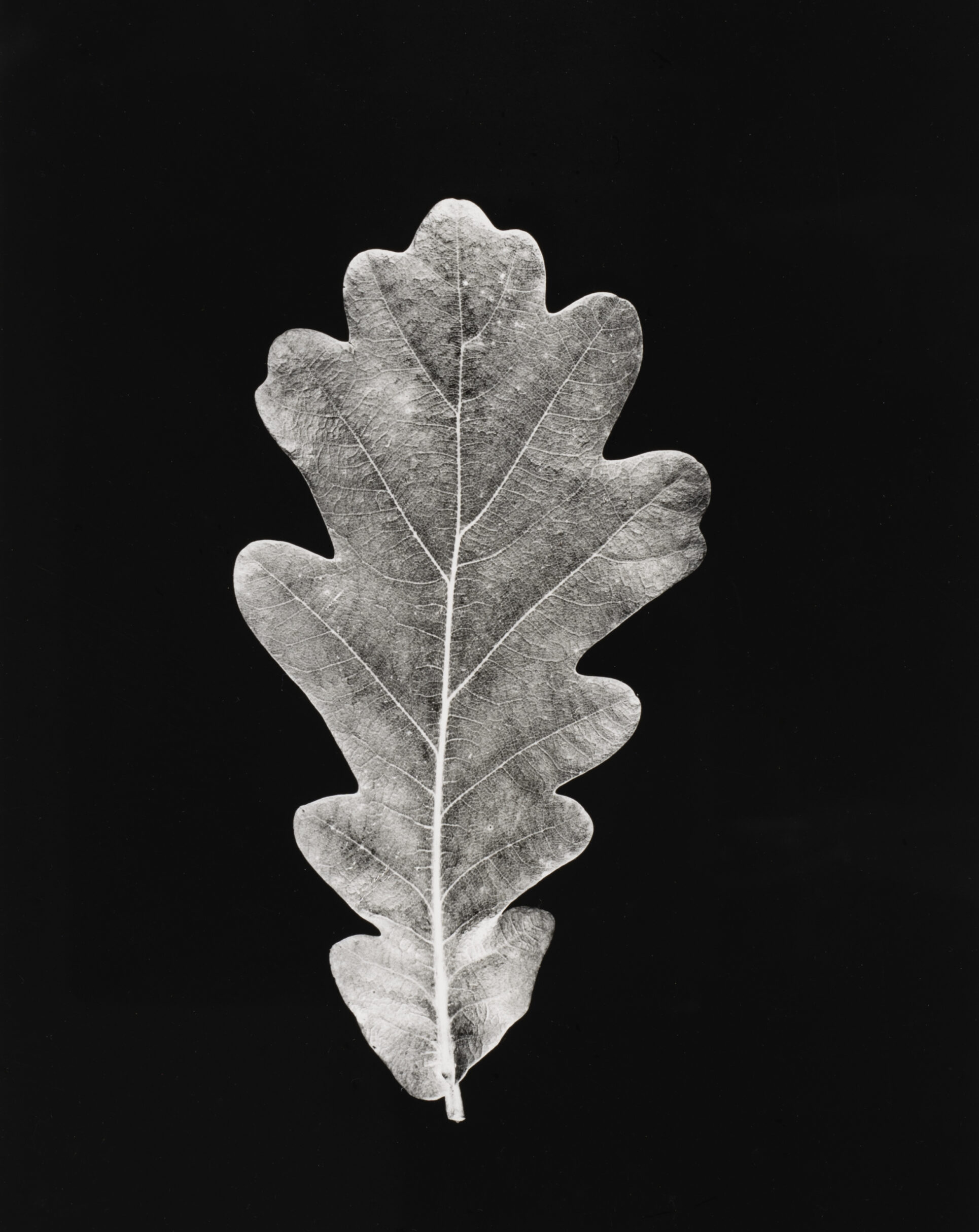 Hilla Becher, <em>Studie eines Eichenblatts (Oak Leaf)</em>, 1965<br>
© Estate Bernd & Hilla Becher and courtesy Die Photographische Sammlung/SK Stiftung Kultur/Bernd & Hilla Becher Archive”>
</div>
<div class=