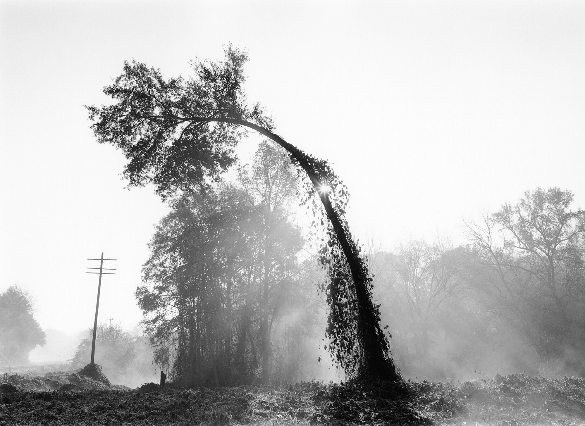  Mark Steinmetz, Bent Tree, Athens, Georgia, 1995
All photographs courtesy the artists 