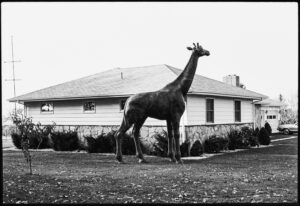 A black and white image of a giraffe sculpture in front of a suburban house