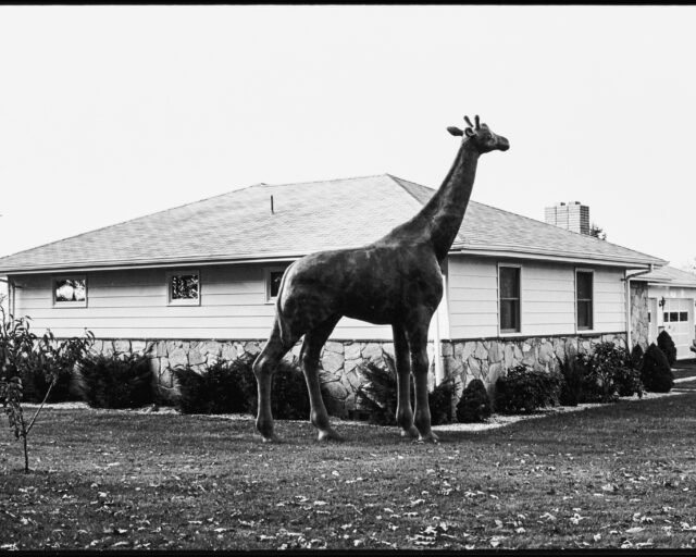A black and white image of a giraffe sculpture in front of a suburban house