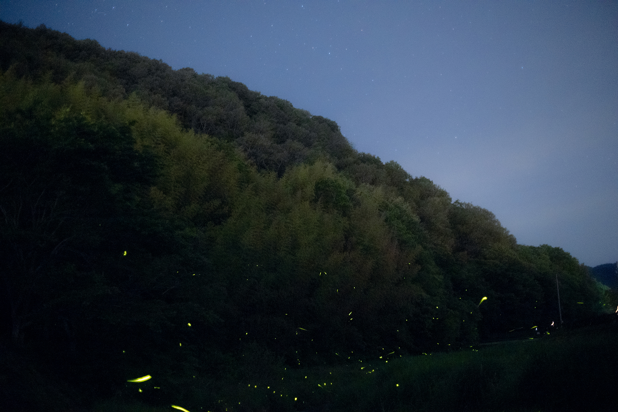 Rinko Kawauchi, <em>Untitled</em>, 2024, produced by Forest Festival of the Arts, Okayama