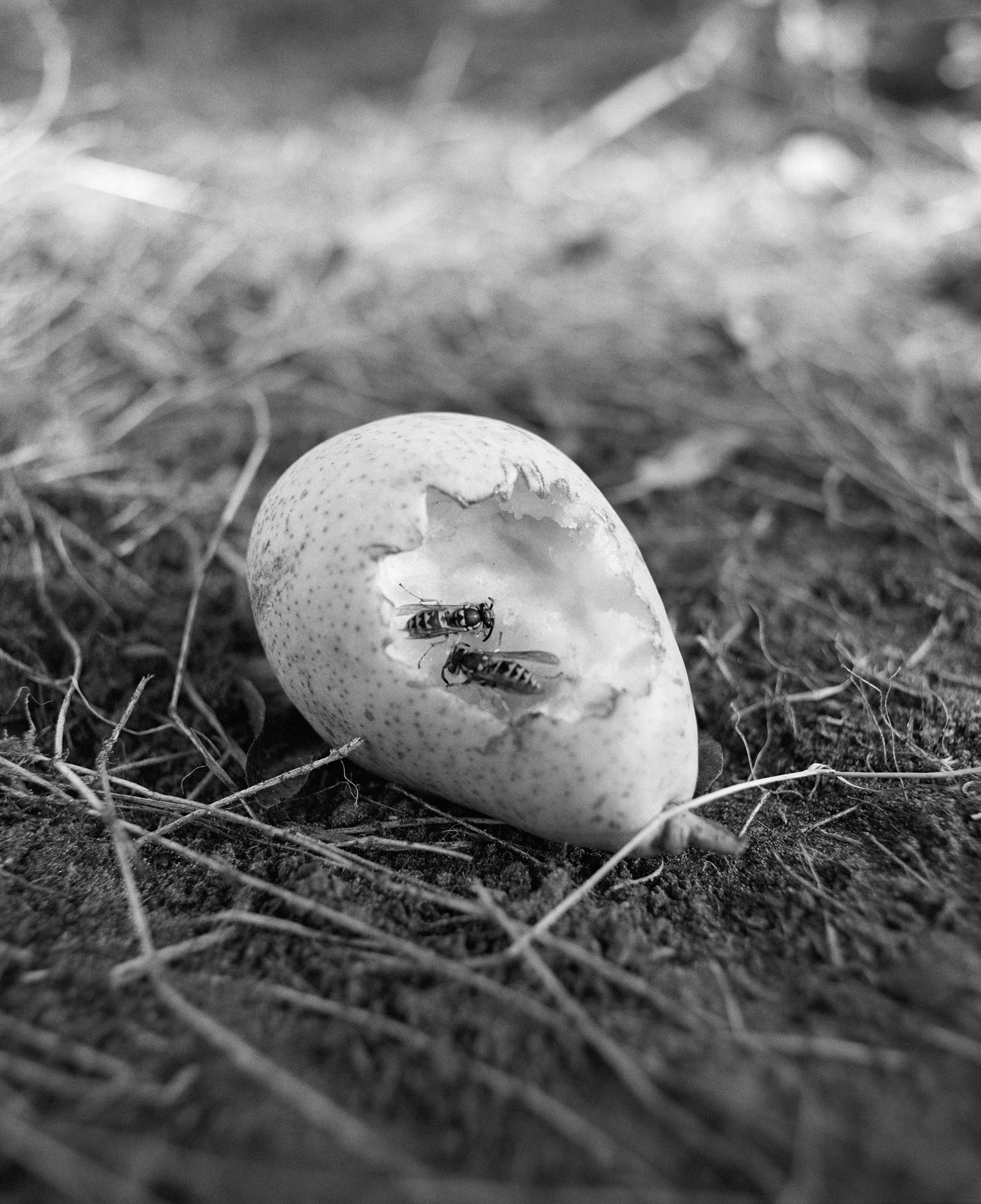 Farren van Wyk, <em>Pear</em>, Netherlands, 2025″>
		</div>
		<div class=