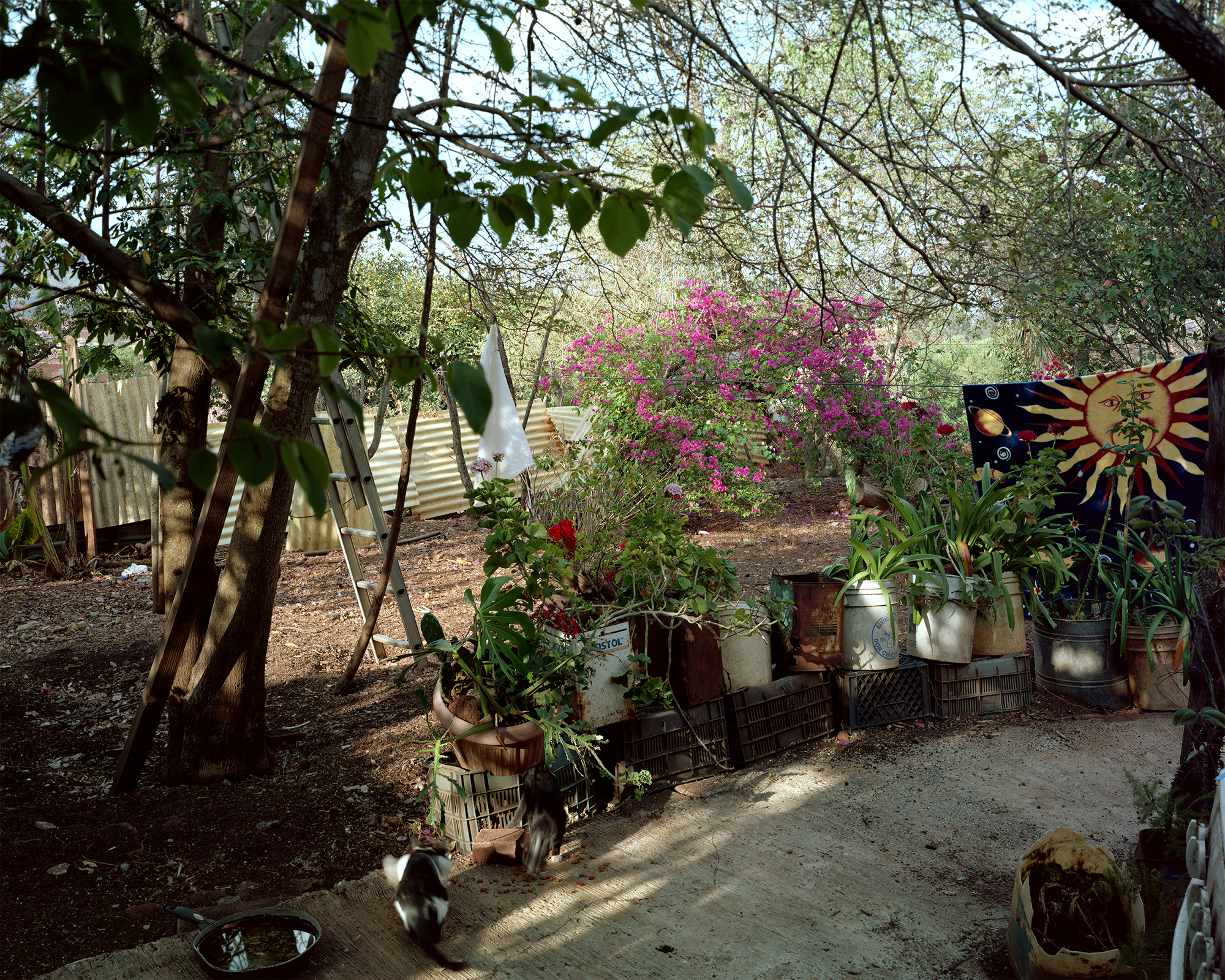 untitled (Grandma's garden mid-drought) 2024, Michoacan MX

From series Canta y no Llores.