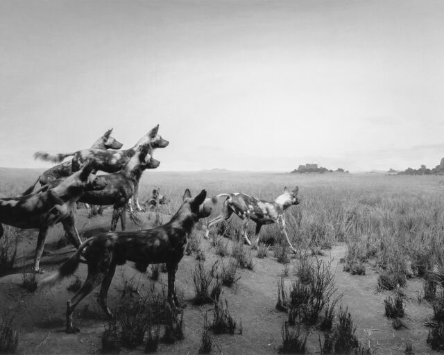 The Artist Who Spent Fifty Years Bringing Museum Dioramas Back to Life